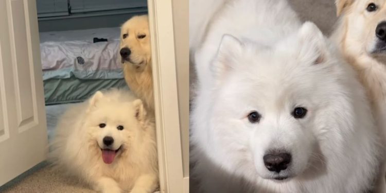 Owner Shows What Happens After Samoyed Gets Furry Sibling