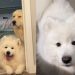 Owner Shows What Happens After Samoyed Gets Furry Sibling