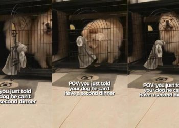 Dog Makes ‘Dramatic Exit’ After Owner Refuses Second Dinner
