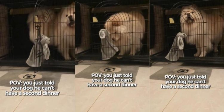 Dog Makes ‘Dramatic Exit’ After Owner Refuses Second Dinner