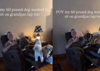 Big Rescue Dog Won’t Sit Anywhere but Grandpa’s Lap & It’s Right Where She Belongs