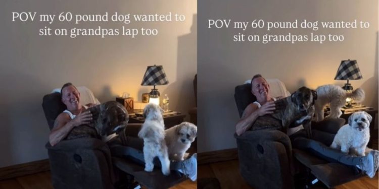 Big Rescue Dog Won’t Sit Anywhere but Grandpa’s Lap & It’s Right Where She Belongs
