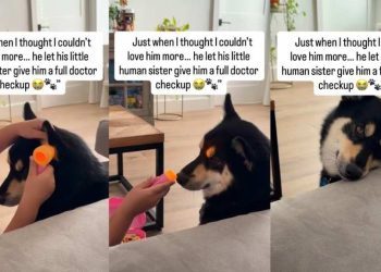 Dog Lets Little Girl Play Doctor & Give Him Full Checkup