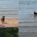 Dog Happily Hops Into Her First Swim of 2026 & It’s Pure Joy