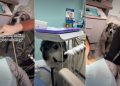 Worrying About Mom, Dog Does the Unexpected at a Dentist Appointment