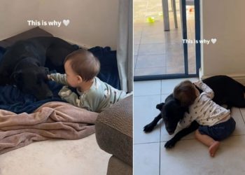 Dog & Little Boy Growing up Together Shows a Bond That Only Gets Better With Time