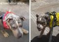 Foster Dog’s One True Obsession Makes Him an Instant Internet Favorite