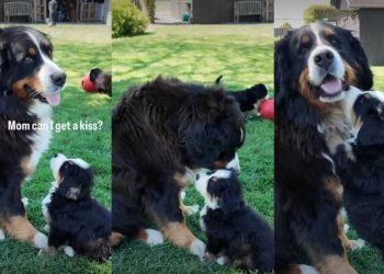 Bernese Mountain Dog Puppy Asking Mom for a Kiss Is Priceless