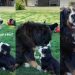 Bernese Mountain Dog Puppy Asking Mom for a Kiss Is Priceless