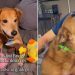 Senior Foster Dog Isn’t Asking for Much but Just a Toy & a Forever Home
