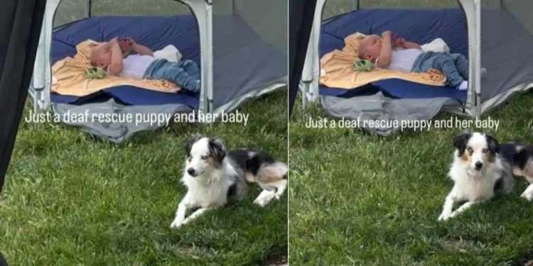 Deaf Rescue Puppy Is So Protective of ‘Her Baby’ That She Never Leaves His Side