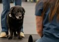 Senior Dog With Dementia Makes a Valuable Contribution to Science of Aging