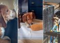 Beagles Rescued From Farm Discover Freedom for the First Time