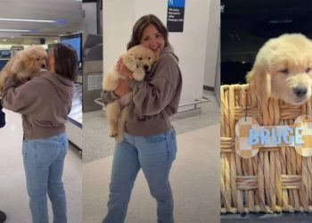 Golden Retriever Puppy Meets New Parents & Instantly Falls in Love