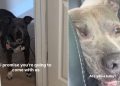 Rescue Dog Terrified of Being Left Behind Follows Mom in Panic Until She’s in the Car