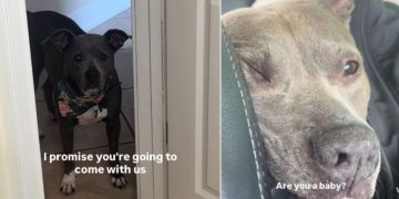 Rescue Dog Terrified of Being Left Behind Follows Mom in Panic Until She’s in the Car