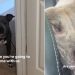 Rescue Dog Terrified of Being Left Behind Follows Mom in Panic Until She’s in the Car
