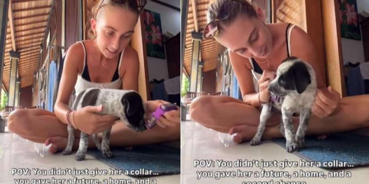 Tiny Rescue Puppy Gets a Collar & a Chance at the Life She’s Always Deserved