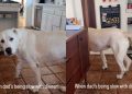 Dog Has an Attitude When Dad Is Being Slow With Serving Dinner