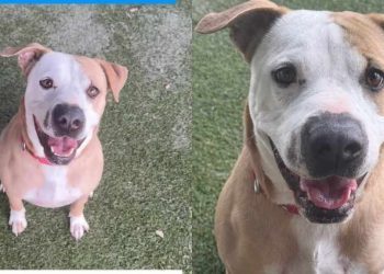 Shelter Dog Spends His Days in Tiny Kennel but Jumps in Joy When Someone Walks By