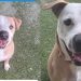 Shelter Dog Spends His Days in Tiny Kennel but Jumps in Joy When Someone Walks By