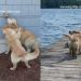 Golden Retriever Suffers Through ‘Annoying’ Little Sister’s Shenanigans