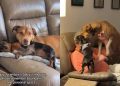 Dogs Forget Boundaries & Personal Space When It Comes to Grandpa