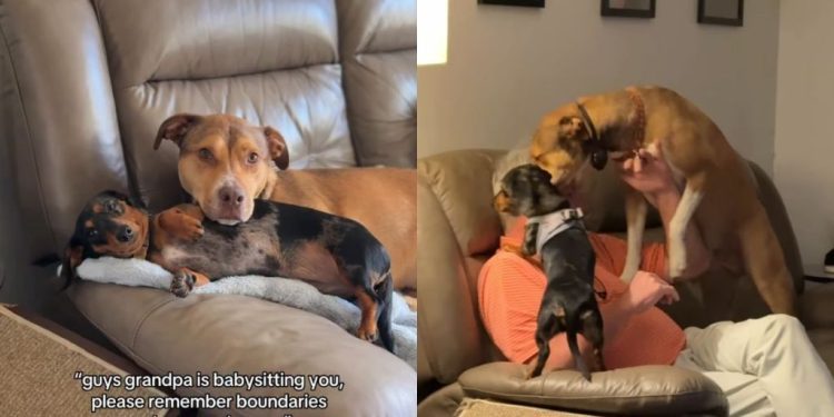 Dogs Forget Boundaries & Personal Space When It Comes to Grandpa