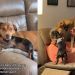 Dogs Forget Boundaries & Personal Space When It Comes to Grandpa