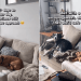 Rescue Dog Still Cowers in Foster Home Until Gentle Reminder Helps Her Feel Safe