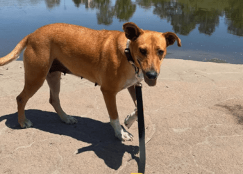 Abandoned Mama Dog Found Curled Around Her Baby To Keep Him Warm Gets Rescued