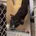 Shelter Dog Doesn’t Know Why Nobody Comes for Her but Hopes a Walk Will Lead Her Home