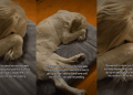 Golden Retriever Uses ‘Psychological Warfare’ To Avoid Morning Walk