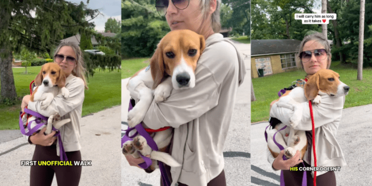 Foster Dog’s Progress Is ‘Measured in Tiny Moments’ Each Equally Significant