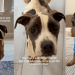 Foster Dog’s First Night Out of Hospital Is Filled With Warmth & Love