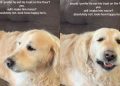 Senior Golden Retriever Eats Treat on the Couch but Mom Chooses His Joy Over Crumbs