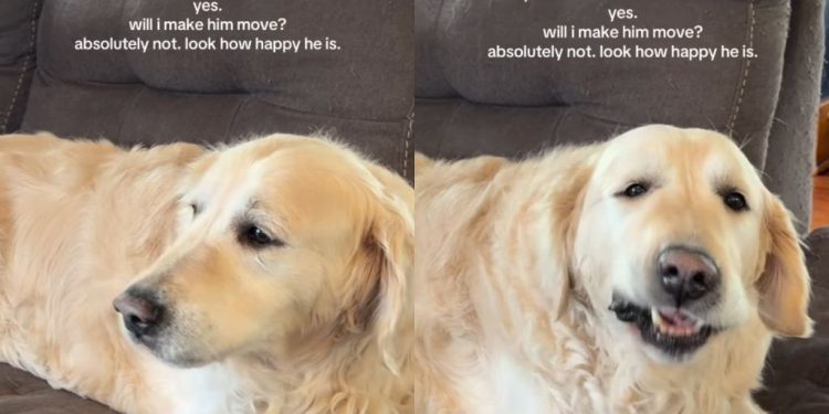 Senior Golden Retriever Eats Treat on the Couch but Mom Chooses His Joy Over Crumbs