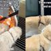 Golden Retriever Duo Is Obsessed With Secret Elevator for a Reason
