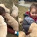 Golden Retriever Puppies Leave Little Girl Screaming With More Joy Than She Can Handle