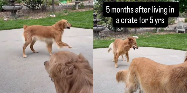 Rescue Golden Retrievers Spent Years in a Crate, but They Finally Know Freedom