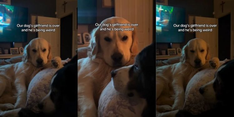 Golden Retriever Acts Weird When His Girlfriend Comes Over