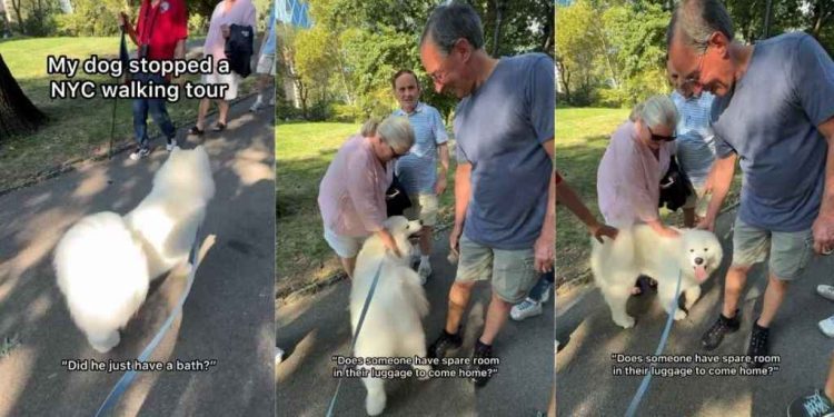 Samoyed Is So Popular He Practically Halts a Human Walking Tour