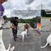 Deaf Shelter Dog Almost Gave up on Finding a Family Until It All Changed
