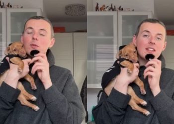 Rescue Dog Has a Message for Human Who Abandoned Him