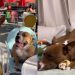 Rescue Dog & Foster Friend’s Love Story Culminates in a Wedding