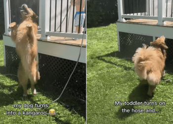 Golden Retriever Becomes Cutest ‘Kangaroo’ While Playing With Little Boy