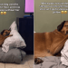 Rescue Dog Who Spent Life Sleeping on Concrete Floor Refuses To Leave Soft Pillow