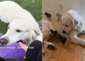 Golden Retriever Doesn’t Calm Down Until He Meets His ‘Babies,’ Then Won’t Let Go