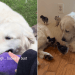Golden Retriever Doesn’t Calm Down Until He Meets His ‘Babies,’ Then Won’t Let Go