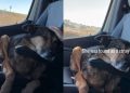 Senior Dog Was a Stray, Adopted & Returned, but Life Finally Feels Like Home